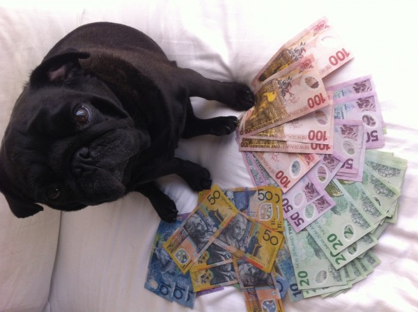 jasminedogsanddollarsphoto
