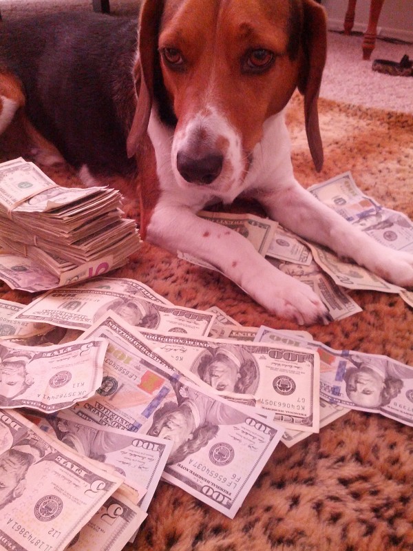 beagles and bucks