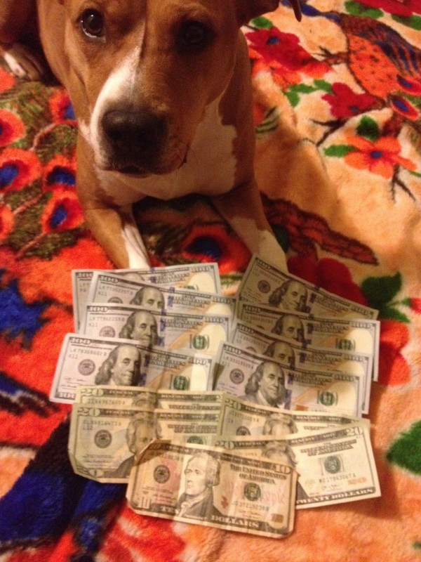 dulce the dog with dollars